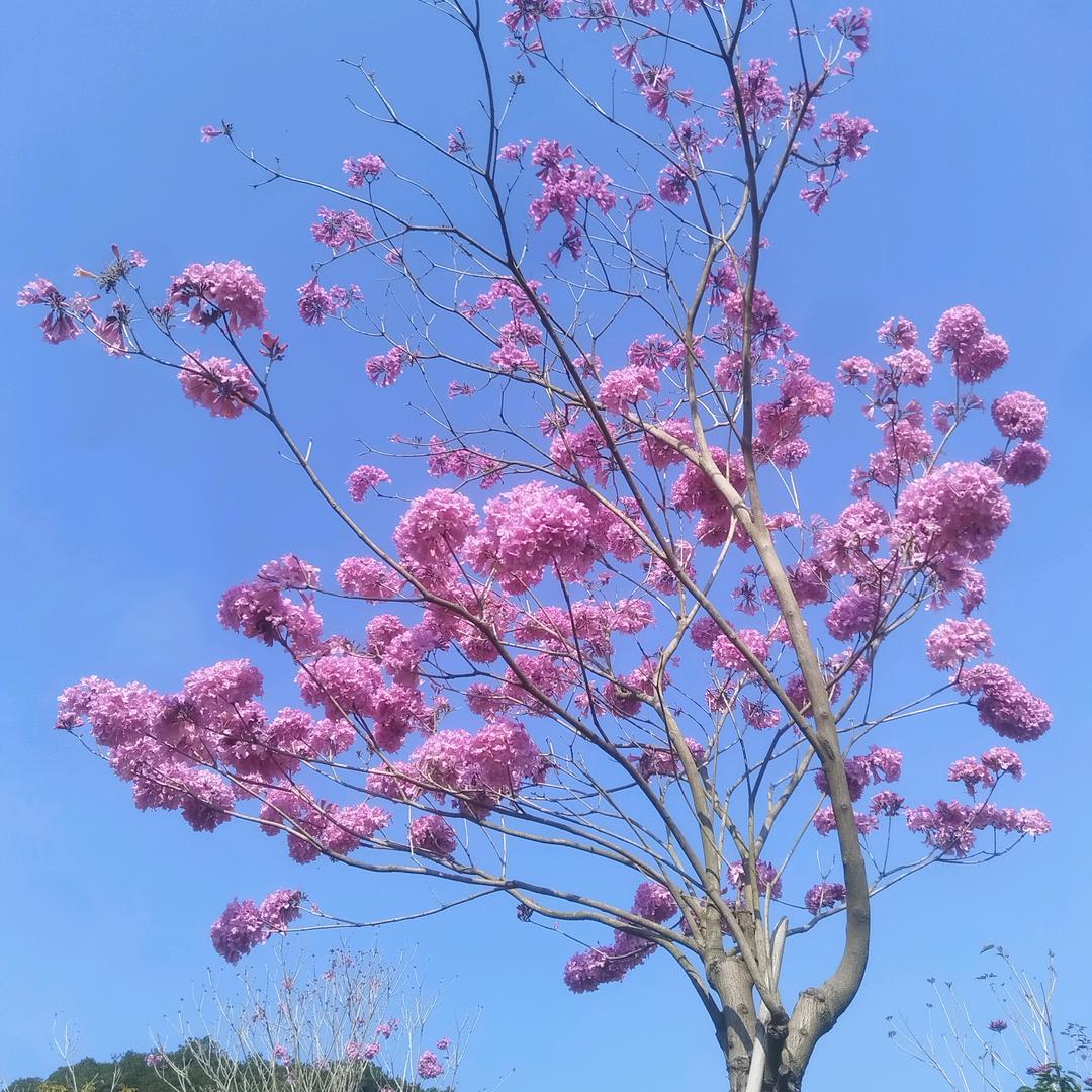 豆小芽ᵔᴥᵔ