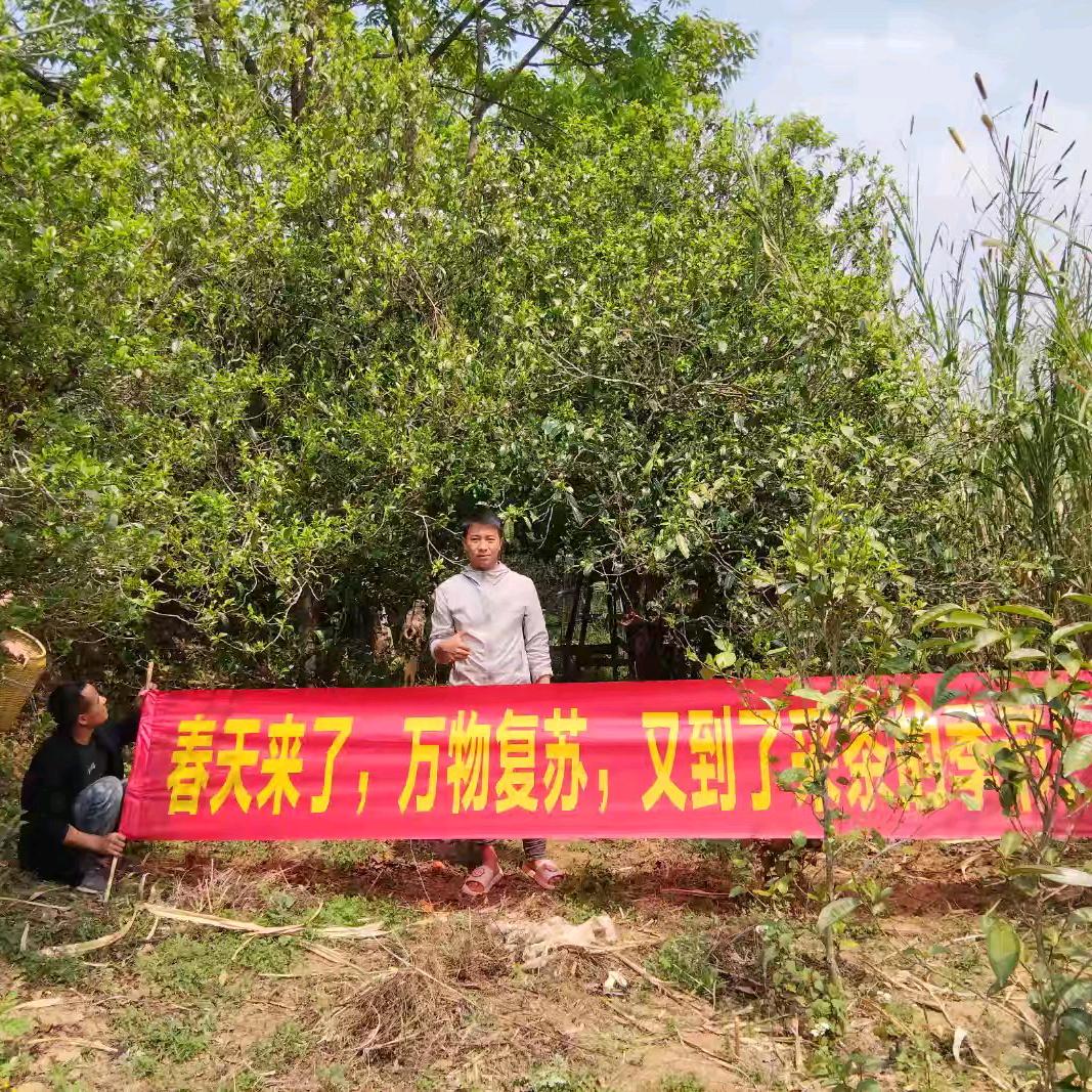 普洱茶供应商、罗强