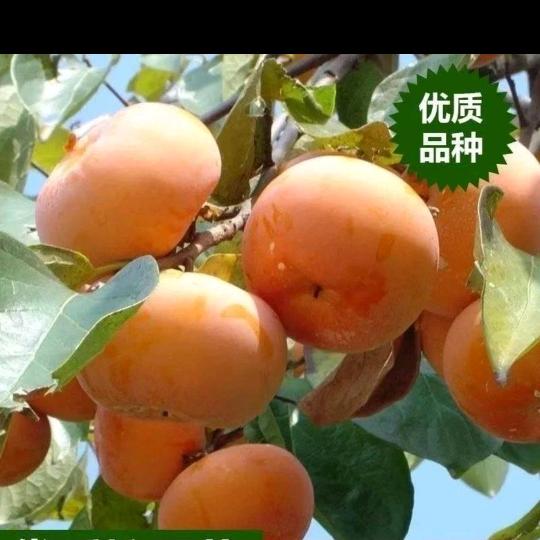 苗苗爱种植