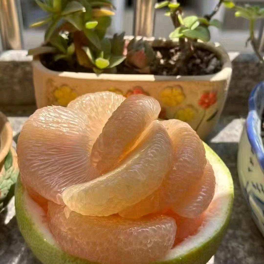 仙游自家农场老树柚子批发