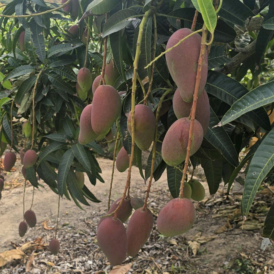 芒之果🥭