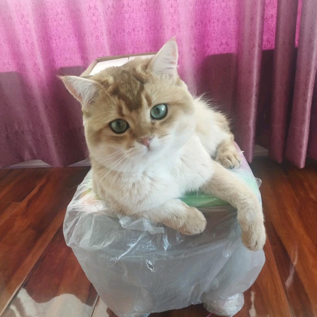 最爱一只猫