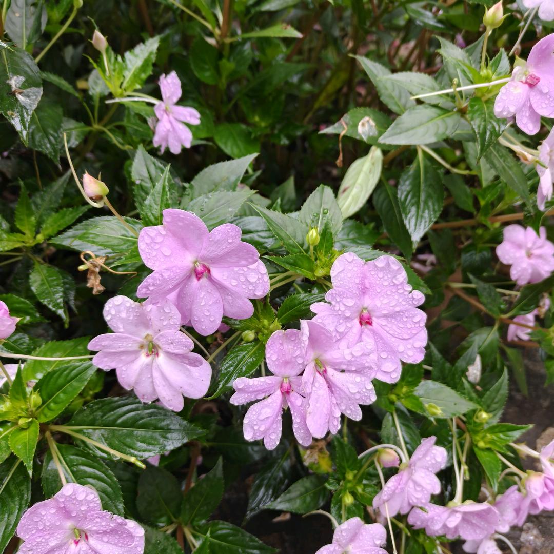 老板来碗热干面