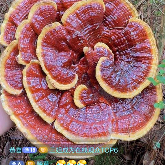 无怨无悔