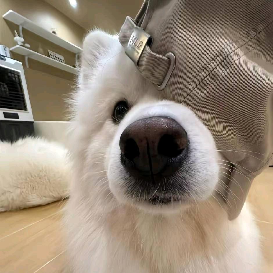 难赴..