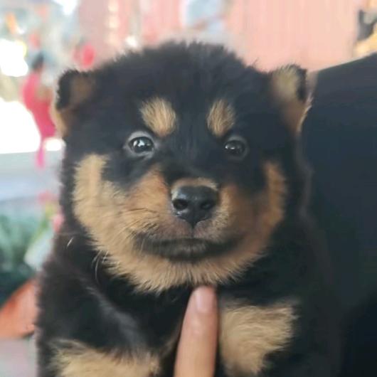 小小兔