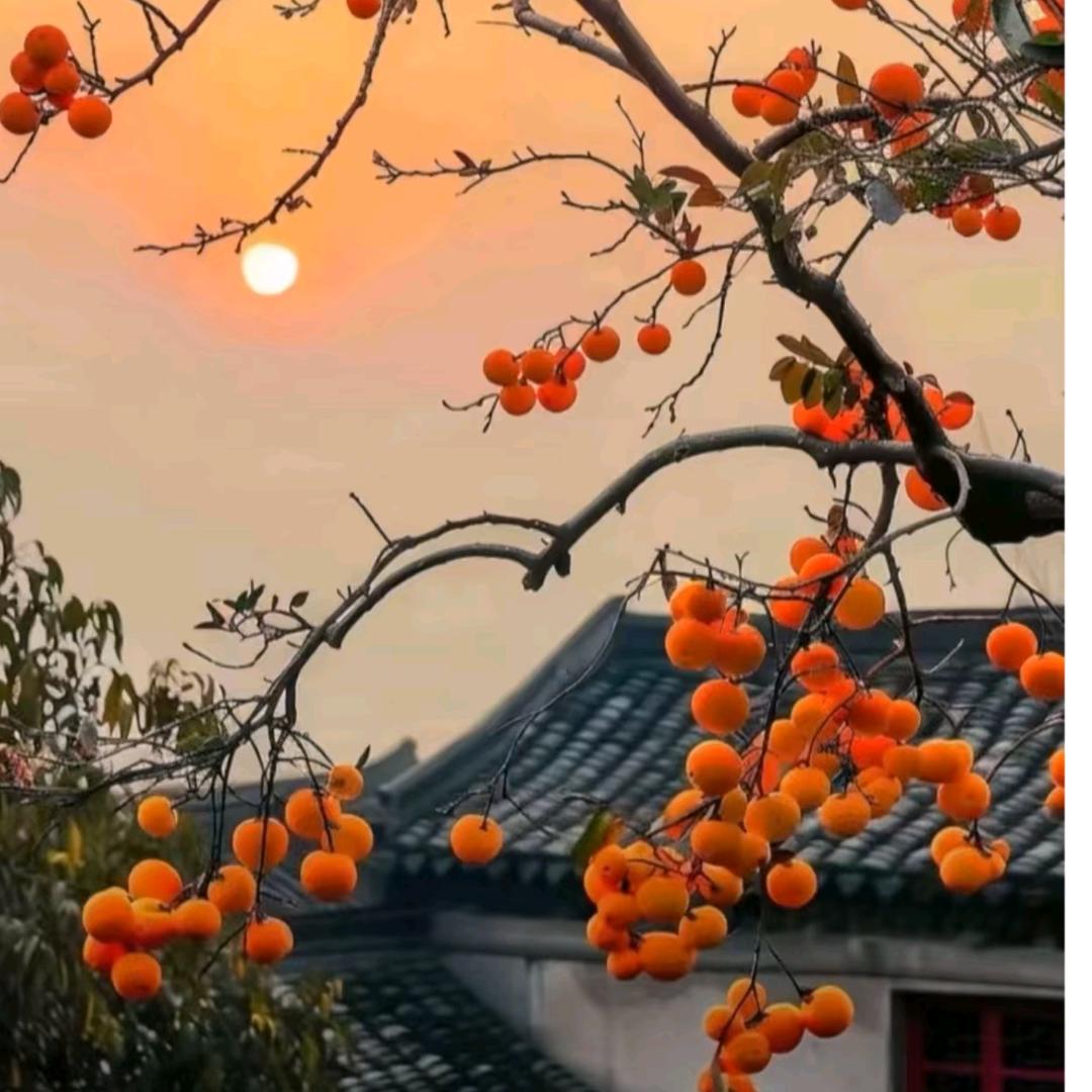 相依相伴