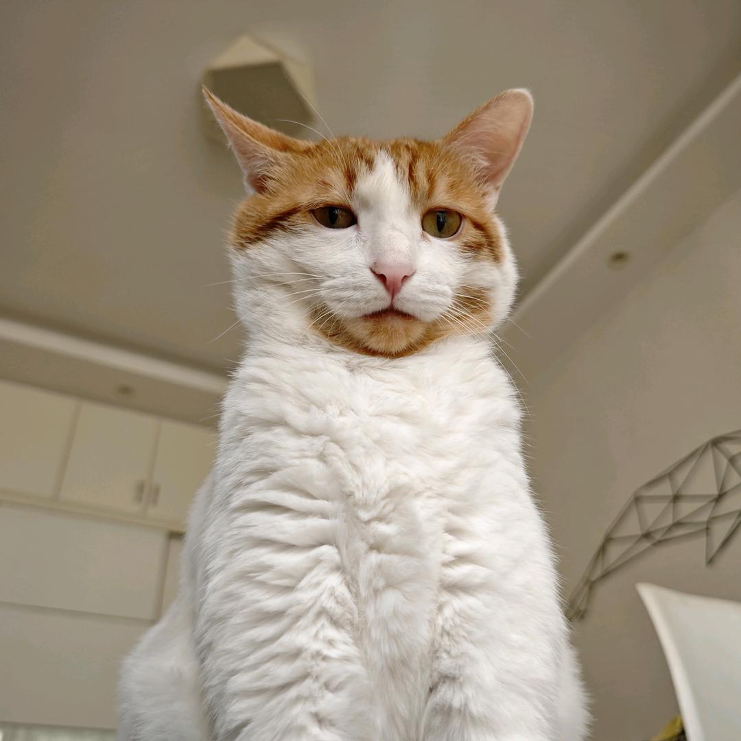 反方向的猫