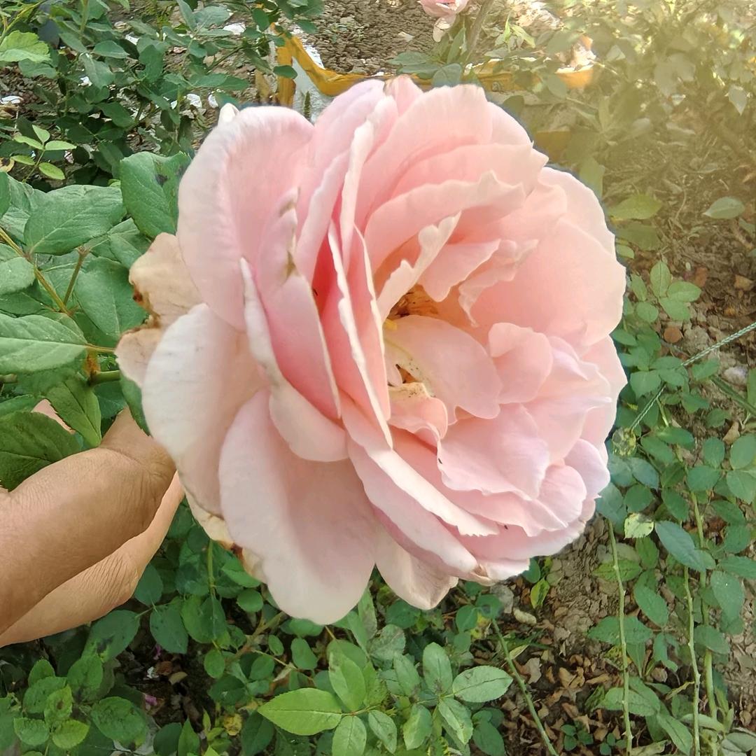 恒恒