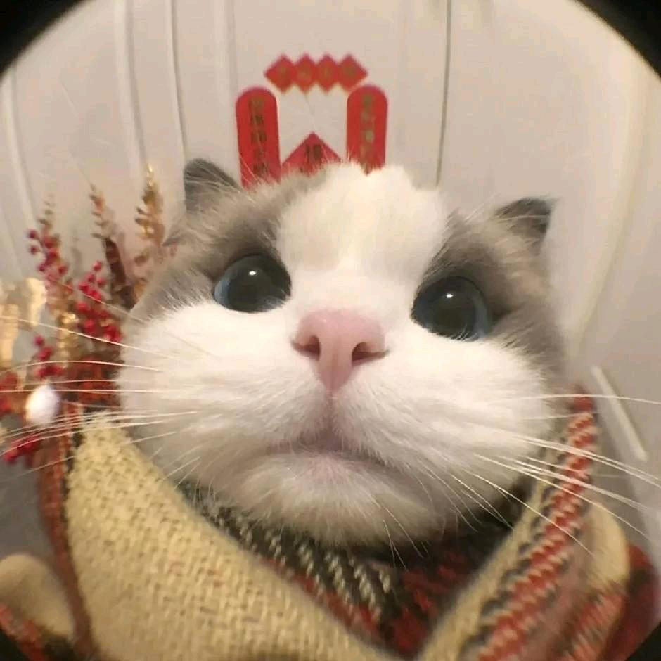 是甜甜哒琑儿吖🐰🦁