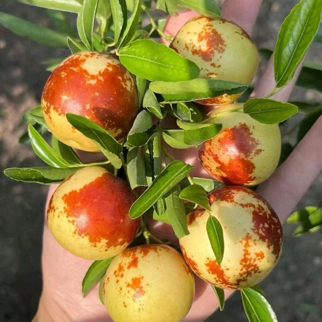 大荔刘溪颜水果严选店