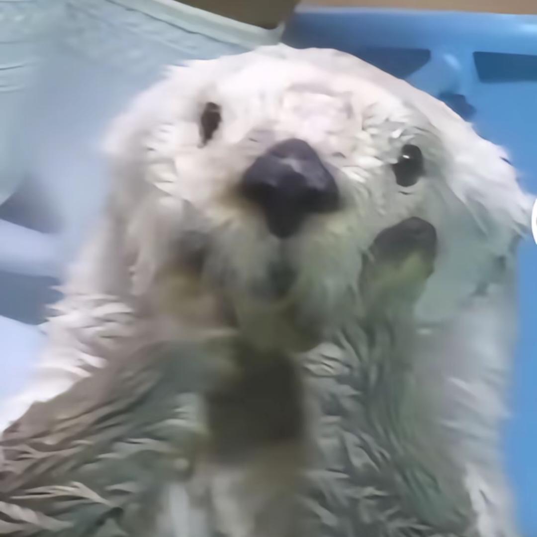 江离