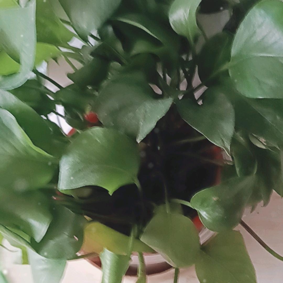 开开心心