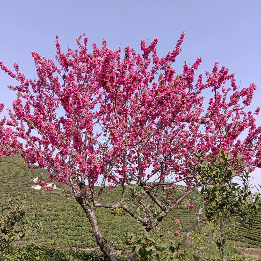 ꧁༺๑洪方之力💕倪瞅啥๑༻꧂