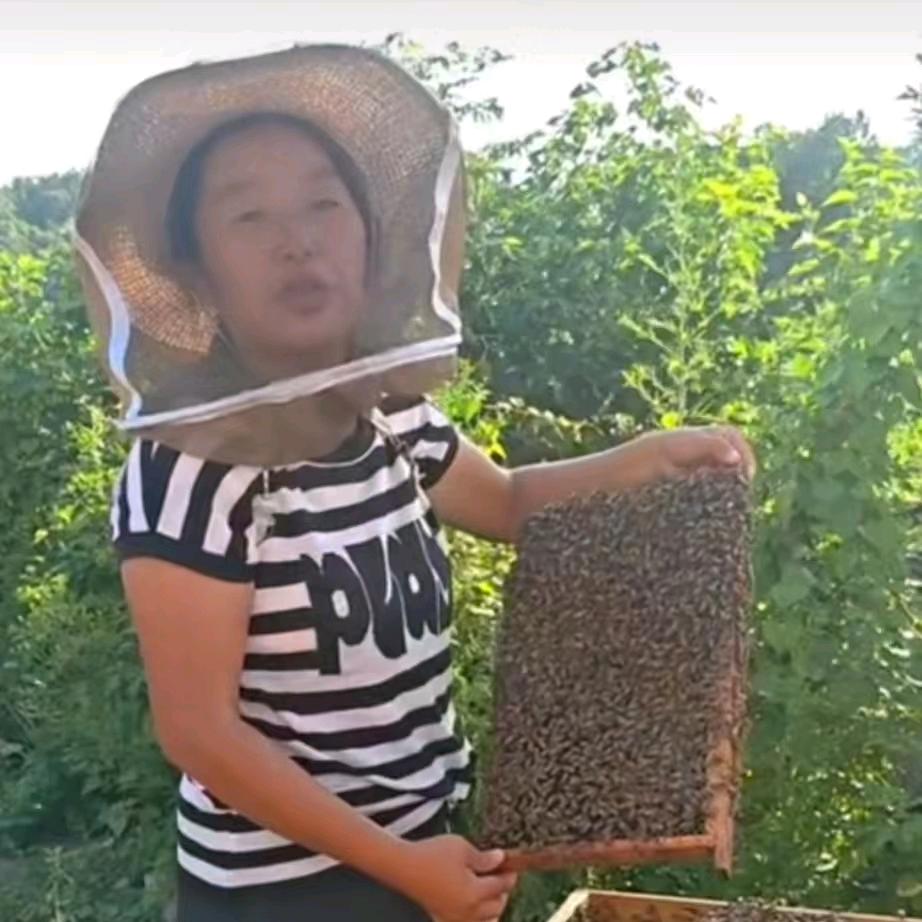 励志养蜂人