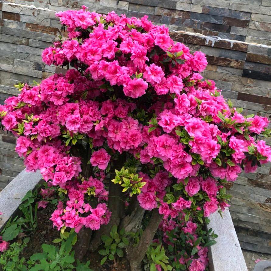 芳妹