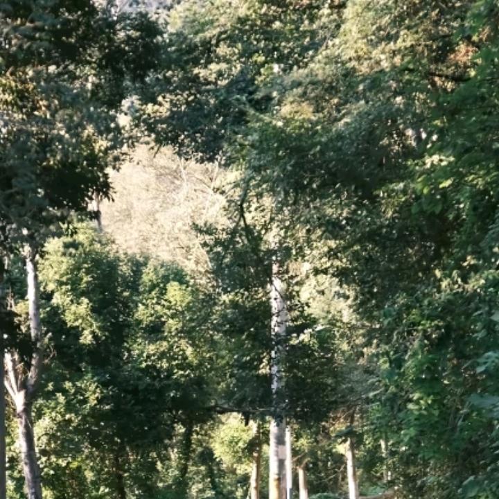 心已死