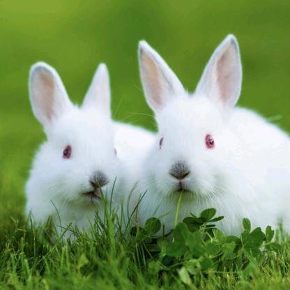 岷立源宠物食品旗舰店