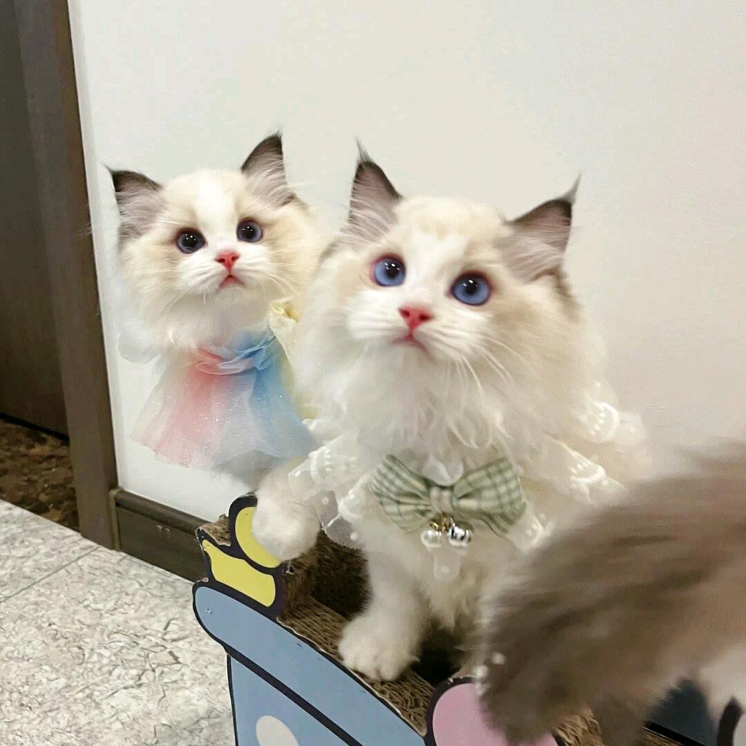 老衲丶单手扯肚兜！