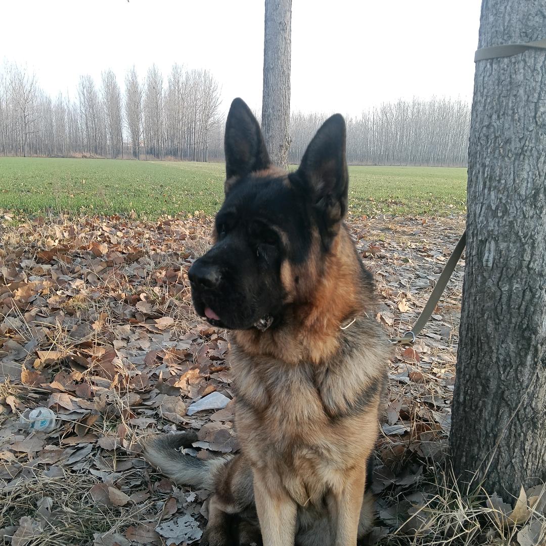 老葛犬舍养德牧犬繁殖猎犬