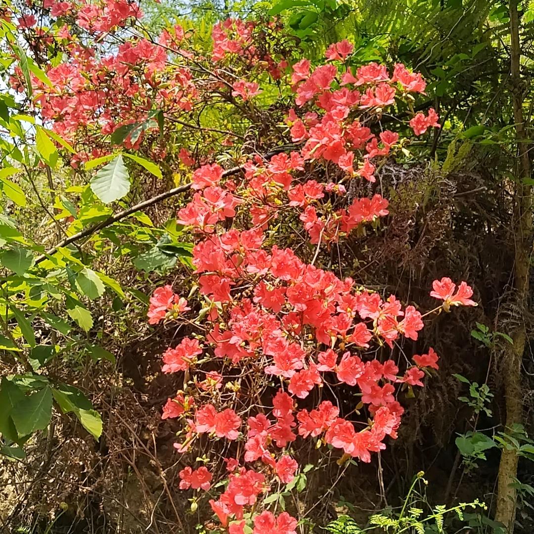 沉默不语