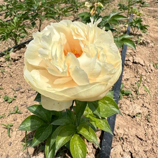 菏泽富鑫芍药种植基地