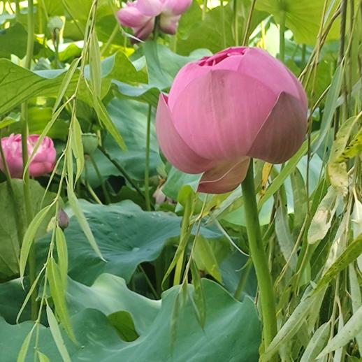 菩提