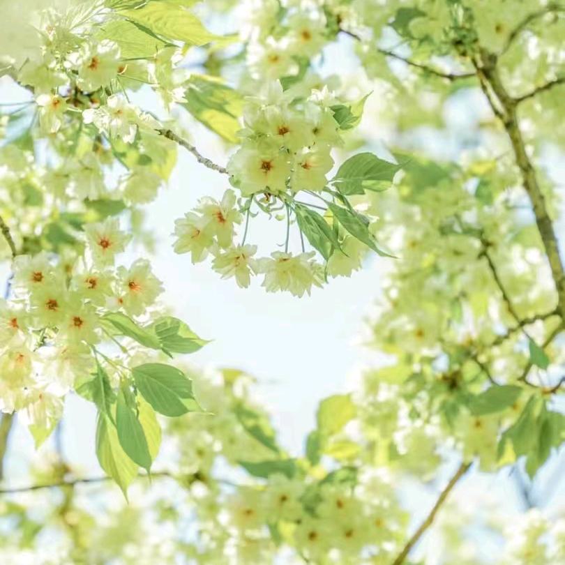 梅桂花开