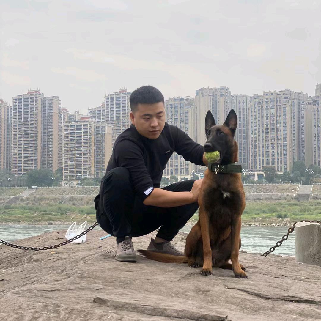马犬