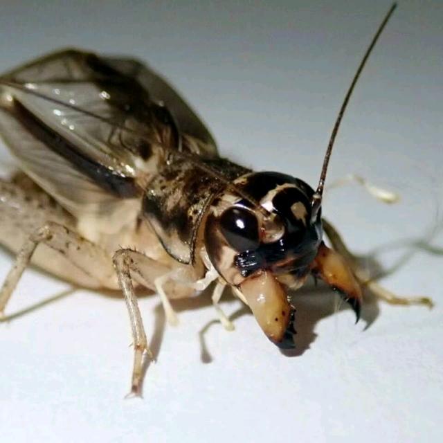虫王阁大鹏