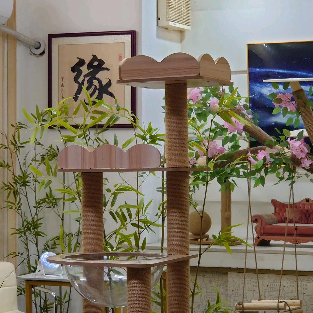 奇缘堂猫咪救助站