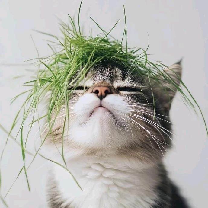 所向披猕🥝