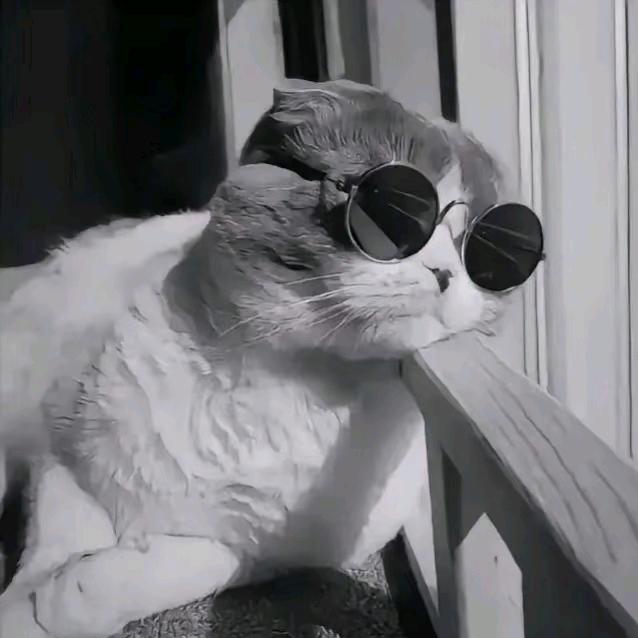 铲屎官-定制宠物家具厂家