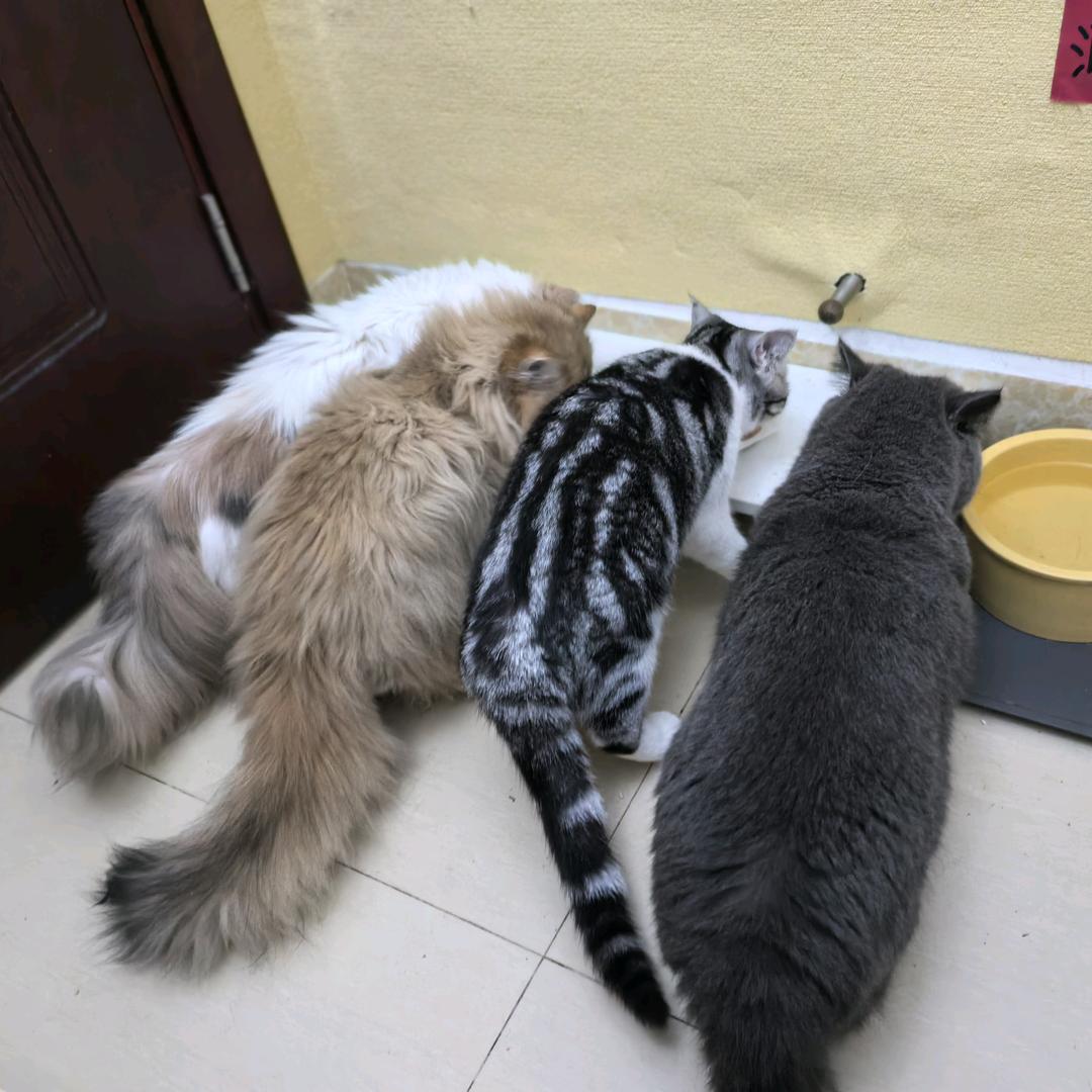 小菇凉cc