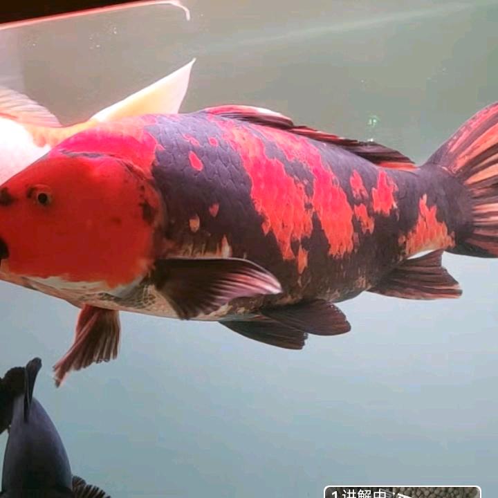 。。。。。。。。