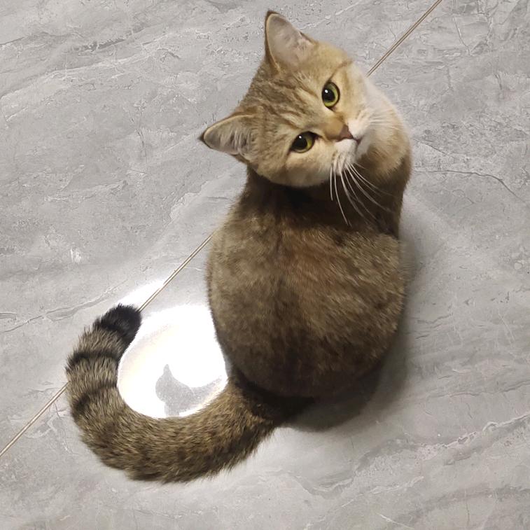 猫怼怼