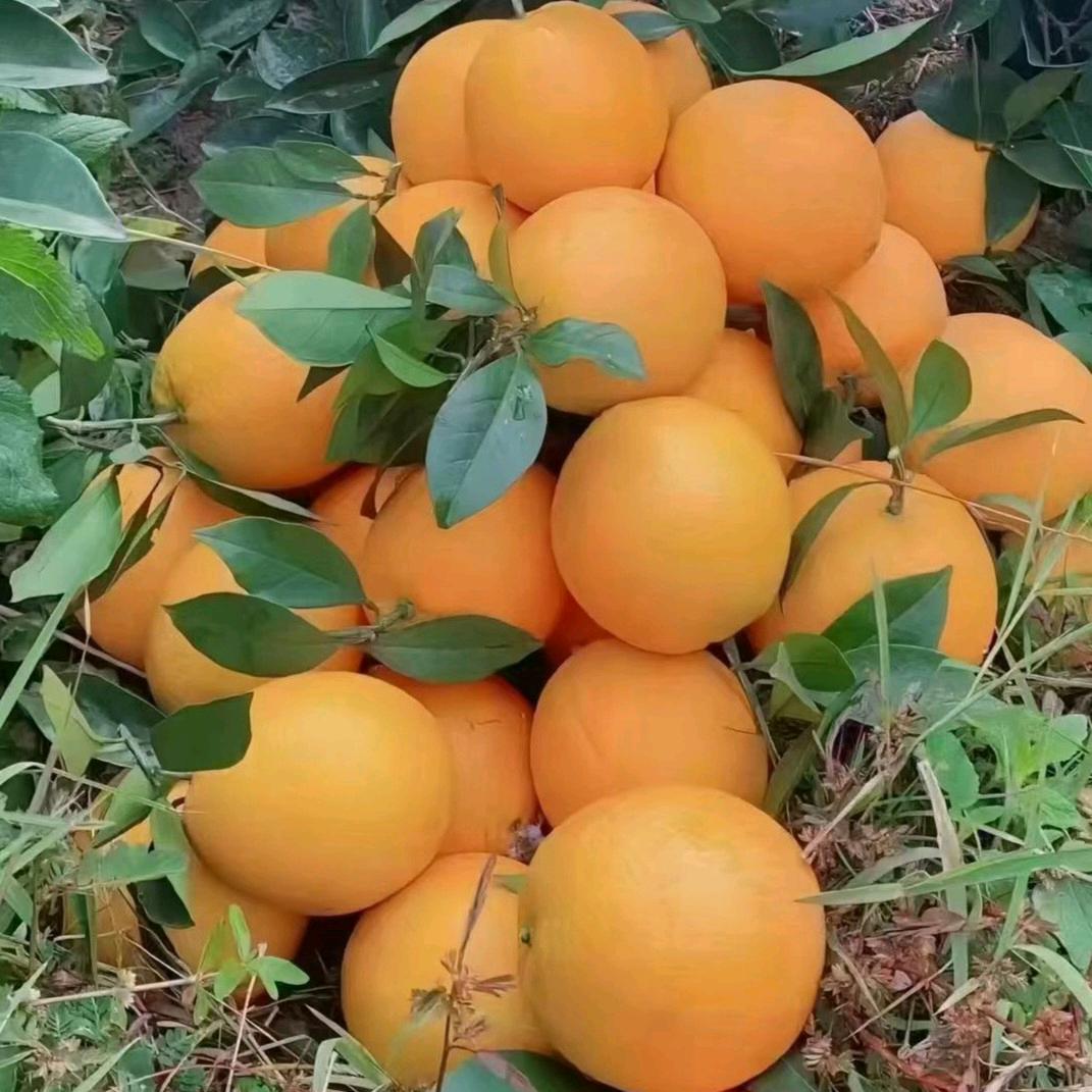 天天鲜赣南脐橙