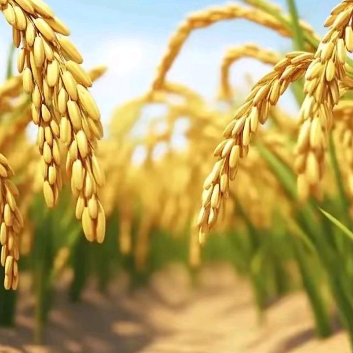 大山里lao