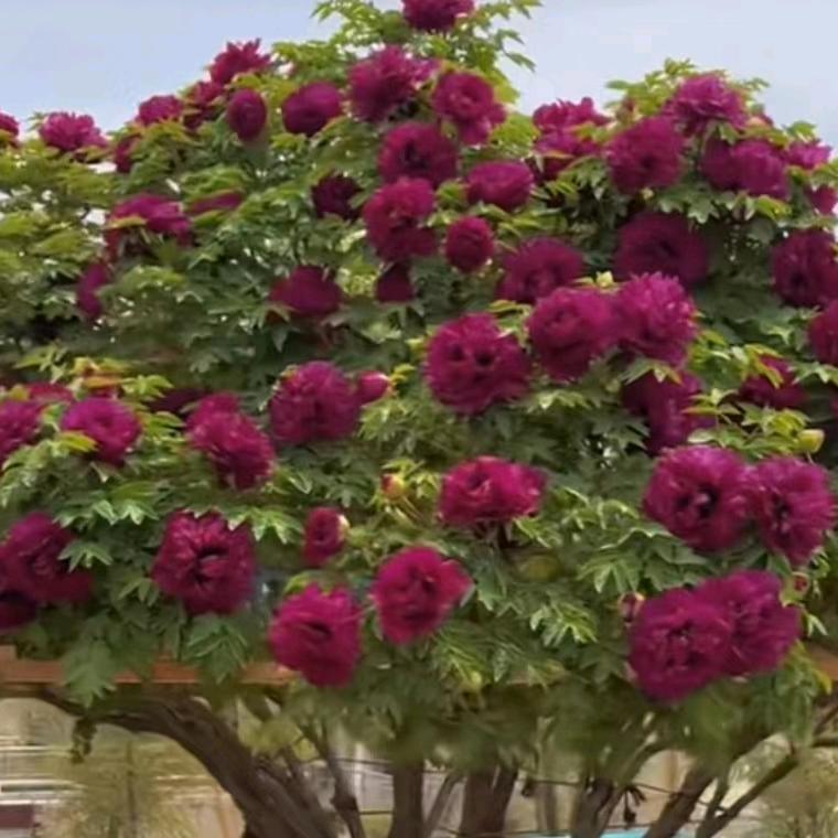 🌷紫玫瑰🌷（单🌸身）