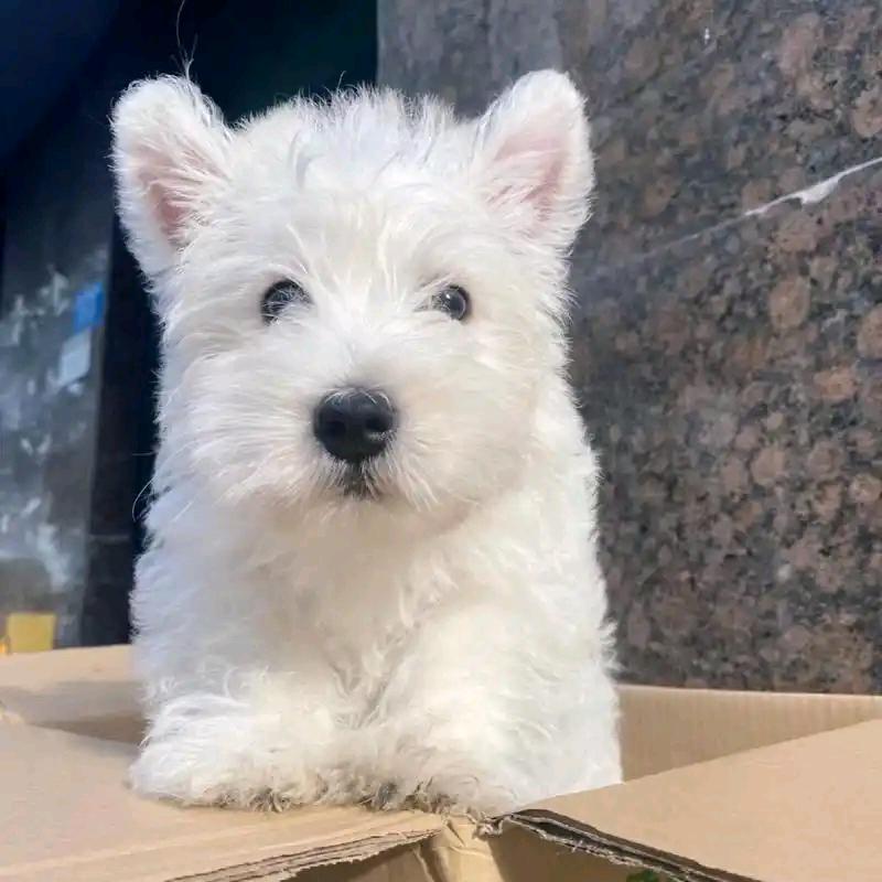 怀远兰桥刘集犬舍