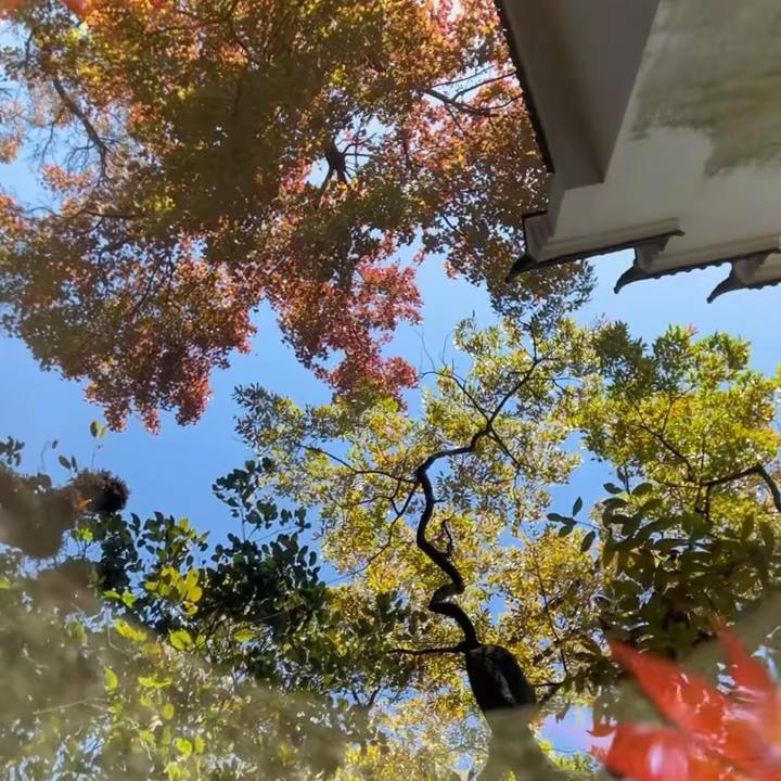 阿萝呀