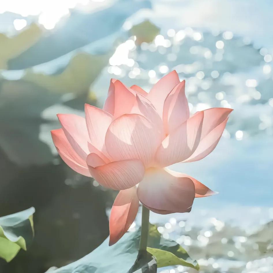 麻辣烫忠诚信徒