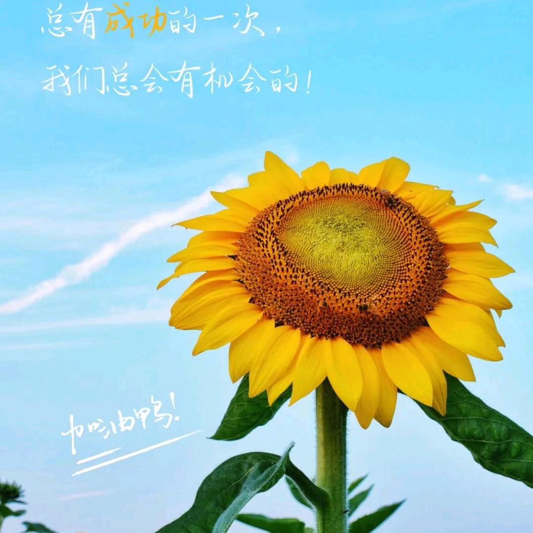 张枫
