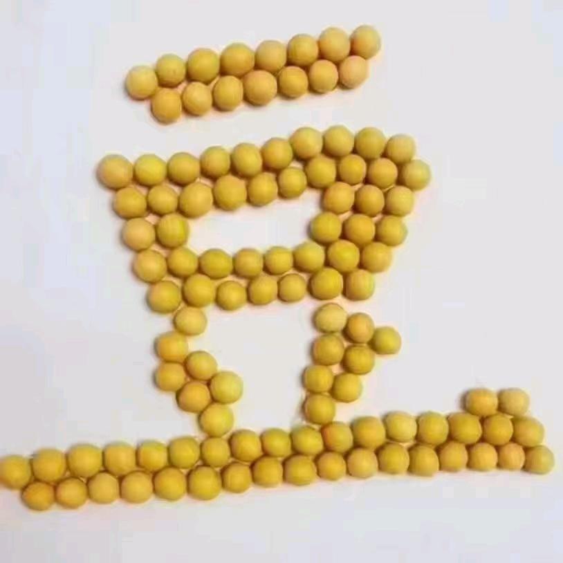 金金豆
