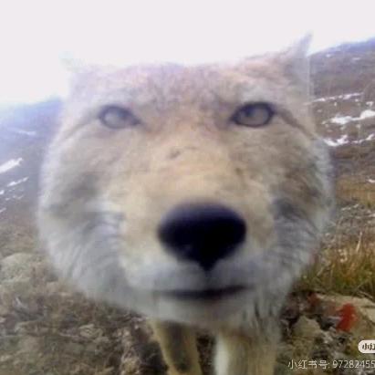 朱雀就是咕咕咕咕