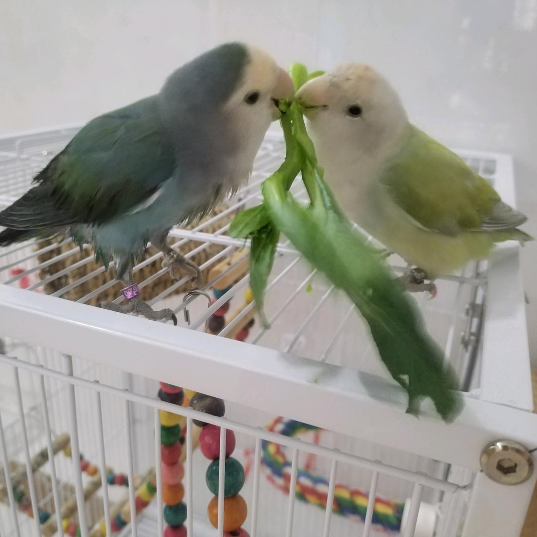 鹦鹉宝宝谁不爱