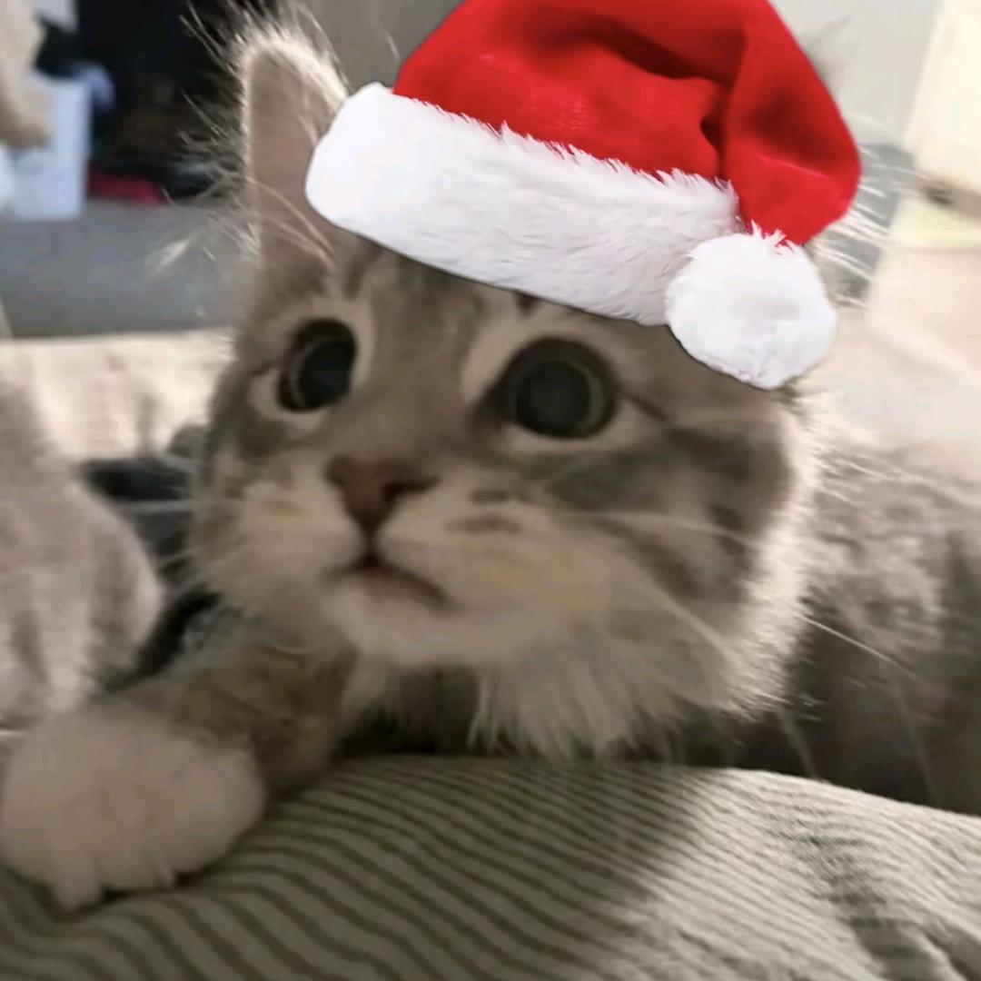 小猫  （火影忍者）