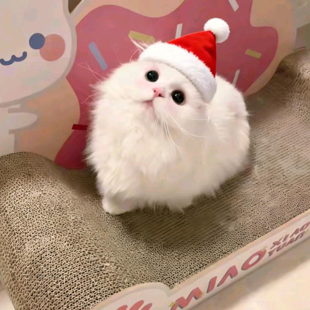 奶黄包