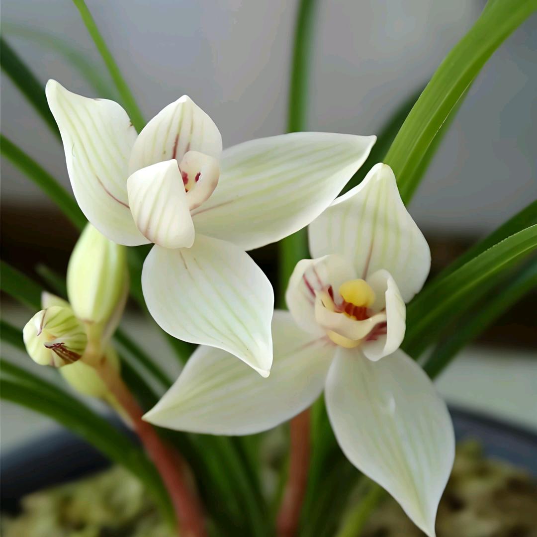 蕊蕊不吃香菜