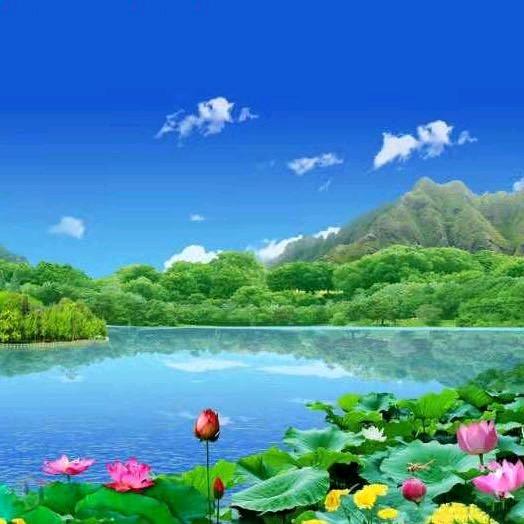 凌霄︱木业